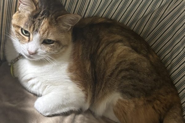 6月の定休日