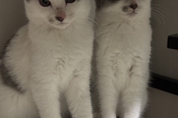 2026年　明けましておめでとうございます。